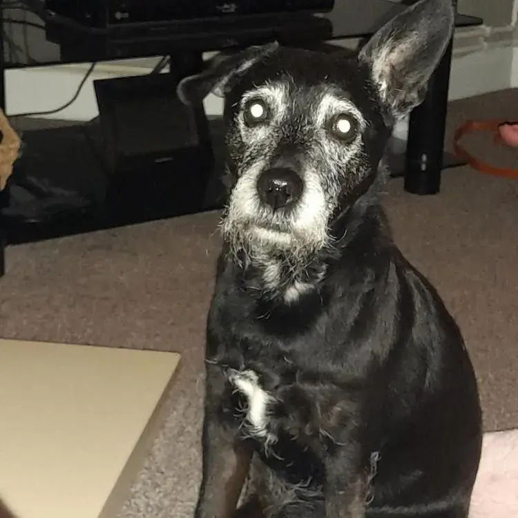 Patterdale Terrier