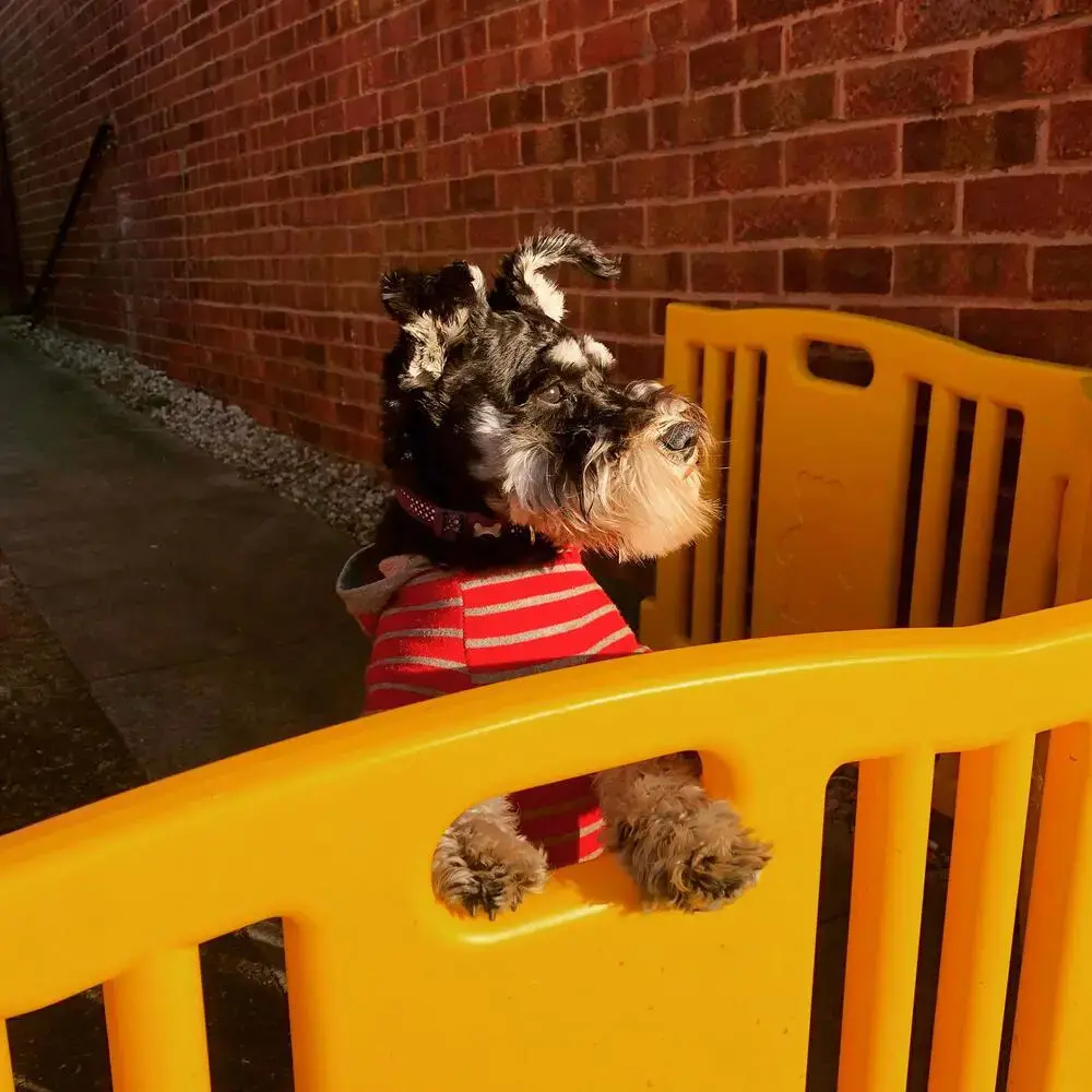 Schnauzer (Miniature)