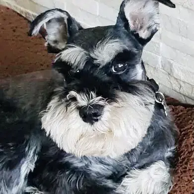 Schnauzer (Miniature)