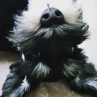 Schnauzer (Miniature)