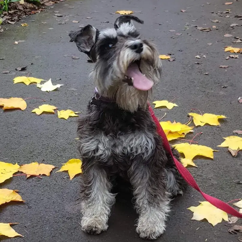 Schnauzer (Miniature)