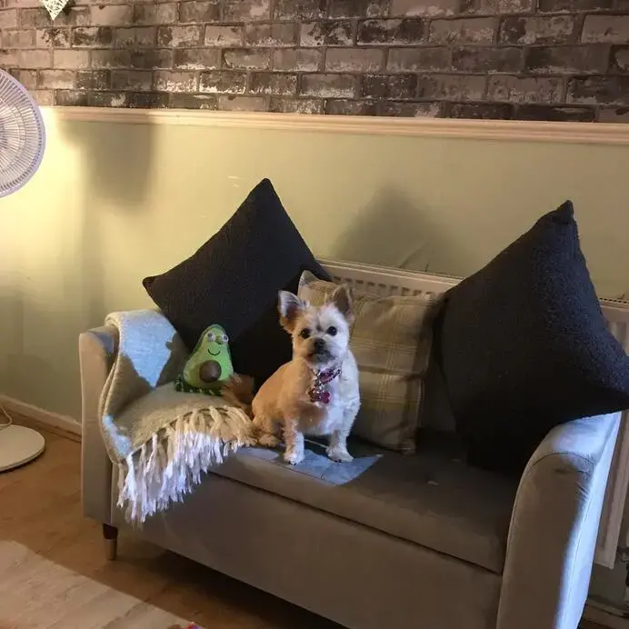 Chihuahua (Long Coat)