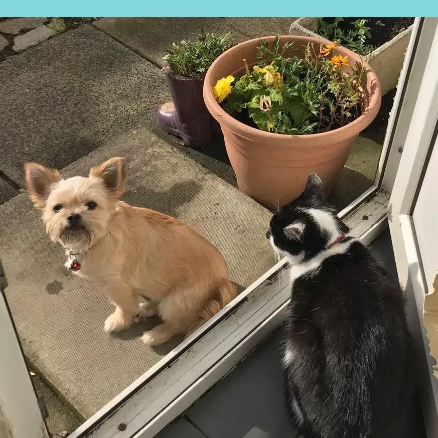 Chihuahua (Long Coat)