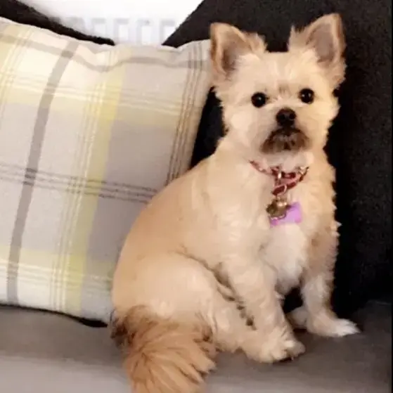 Chihuahua (Long Coat)