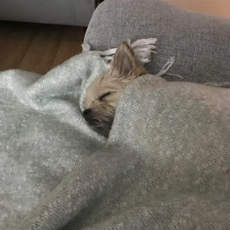 Chihuahua (Long Coat)