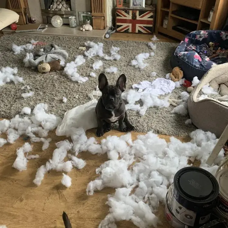 French Bulldog