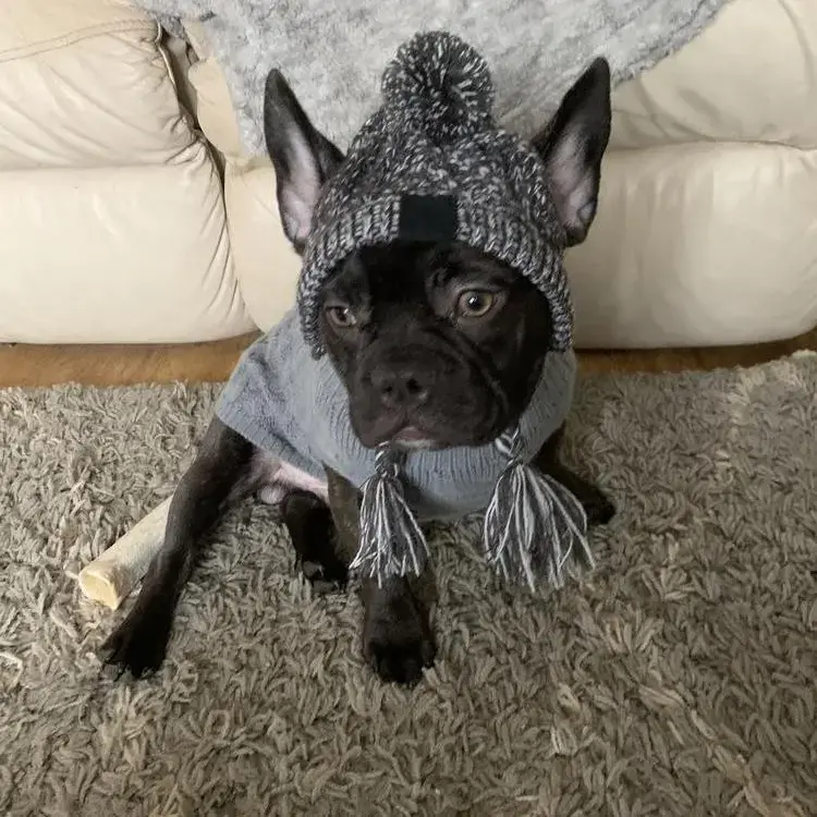French Bulldog