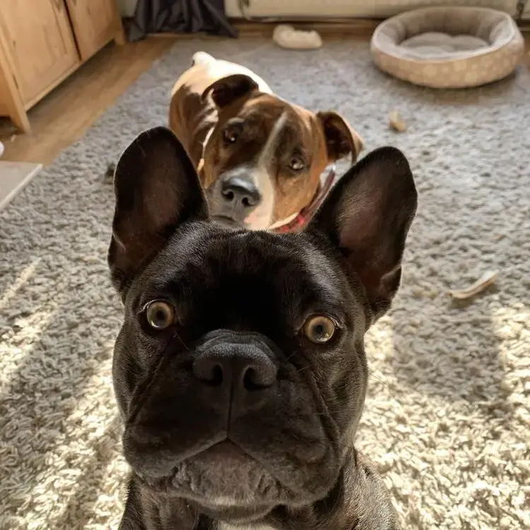 French Bulldog