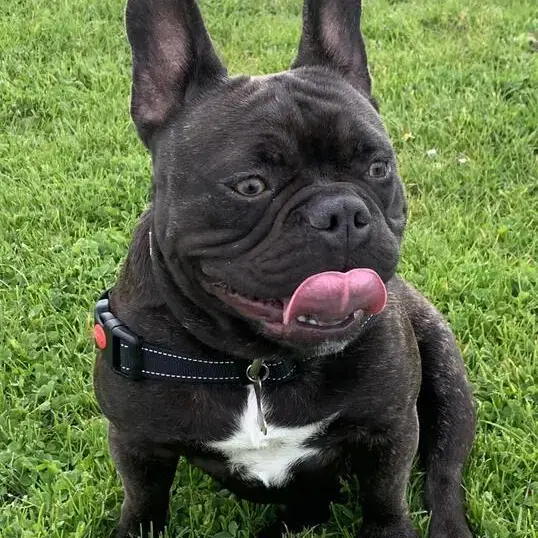 French Bulldog