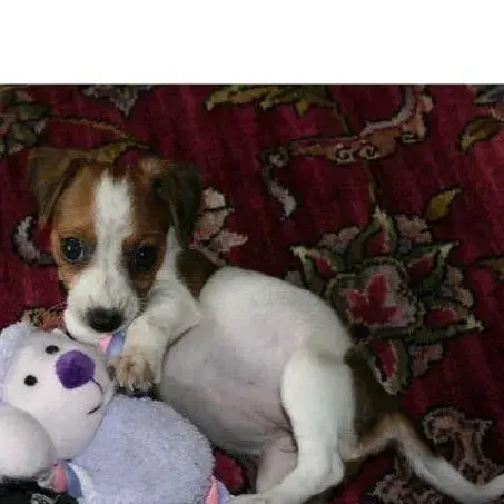 Jack Russell Terrier