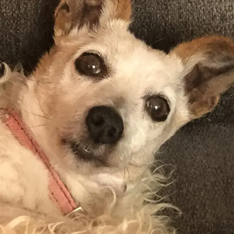 Jack Russell Terrier