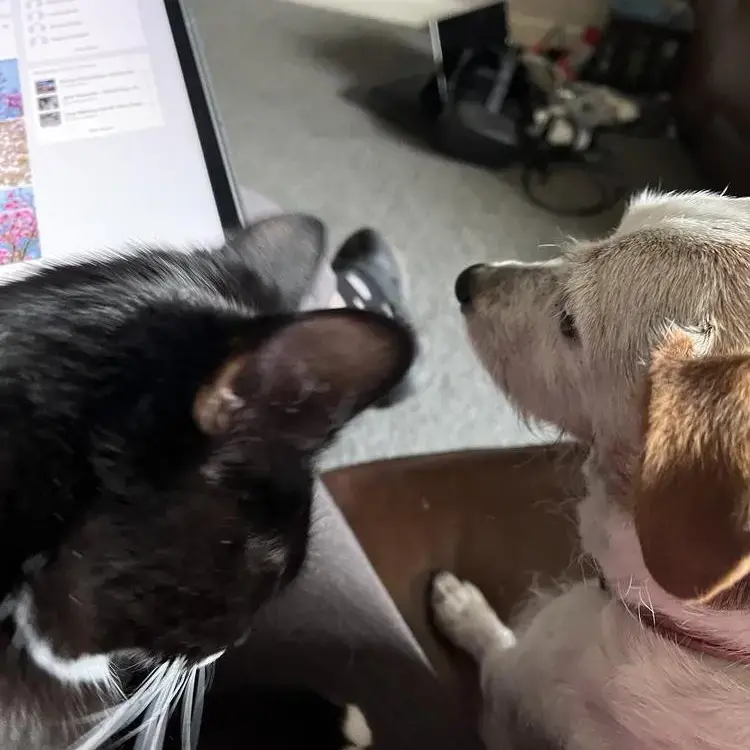 Jack Russell Terrier