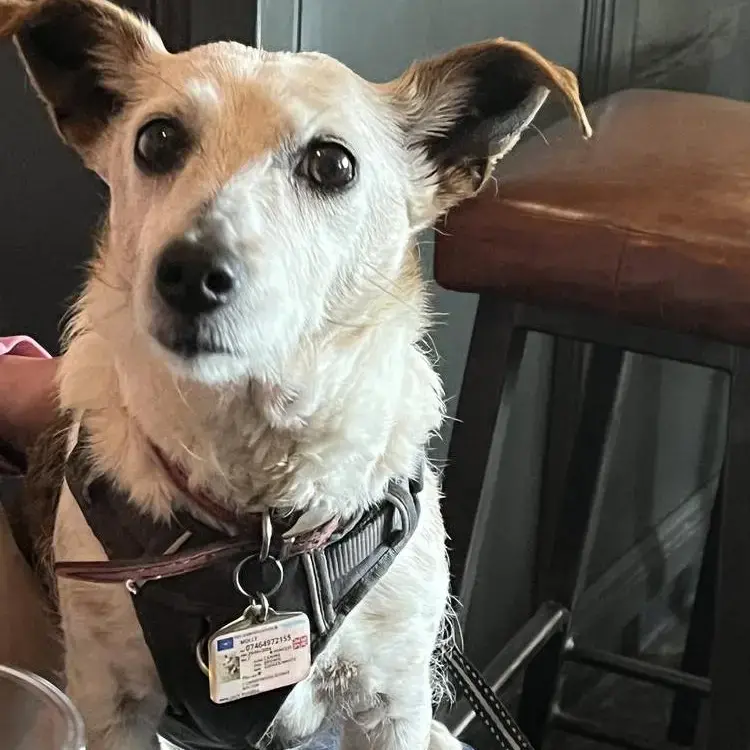 Jack Russell Terrier