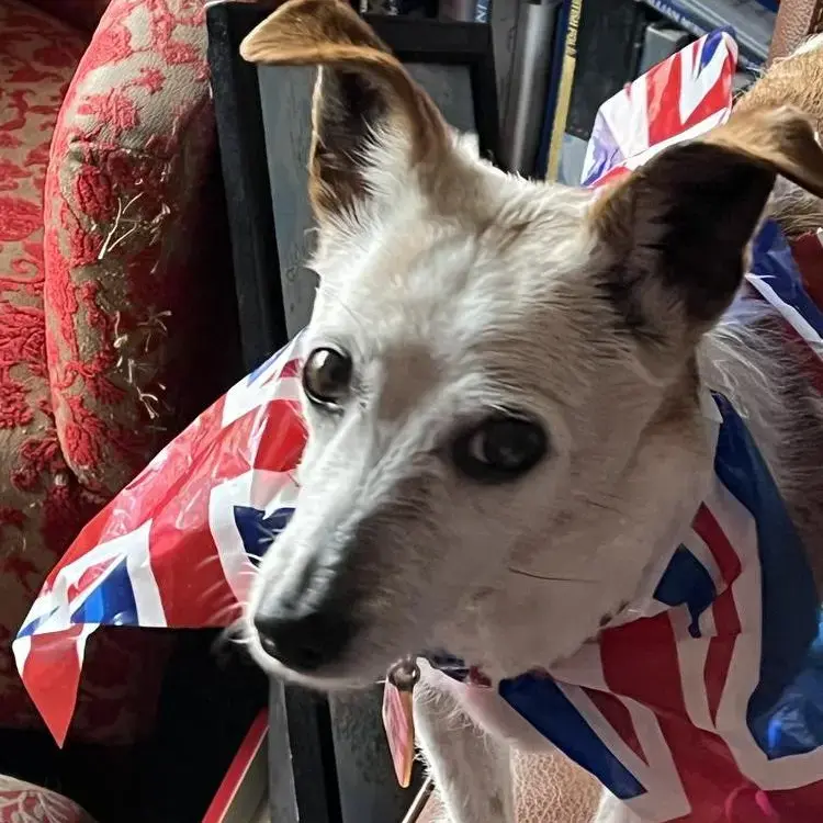 Jack Russell Terrier