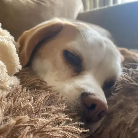 Beagle