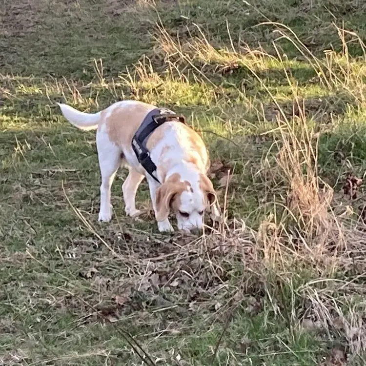 Beagle