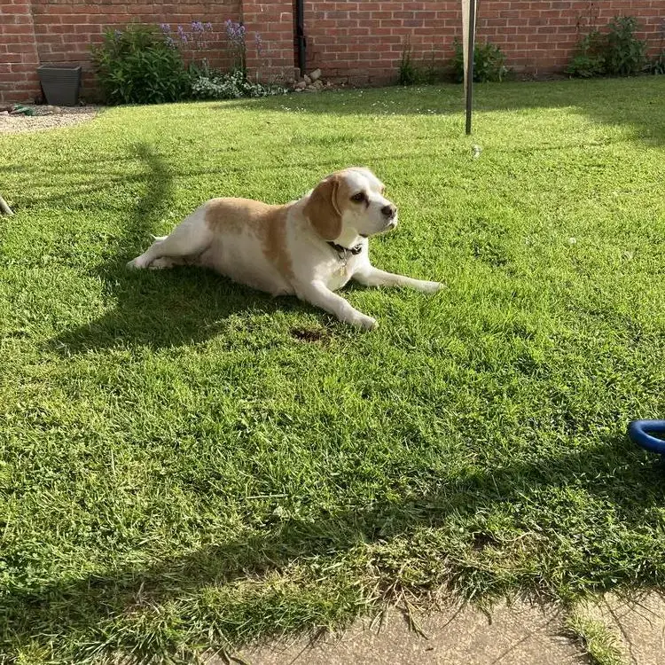 Beagle