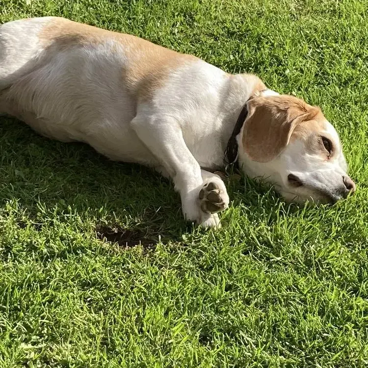 Beagle