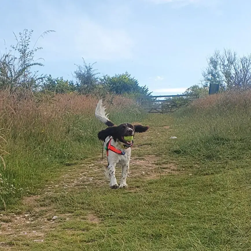 English Springer Spaniel