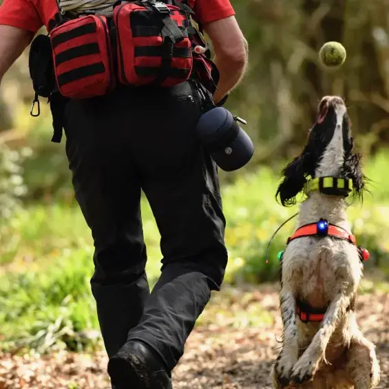 English Springer Spaniel