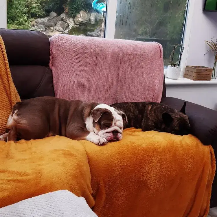 Bulldog