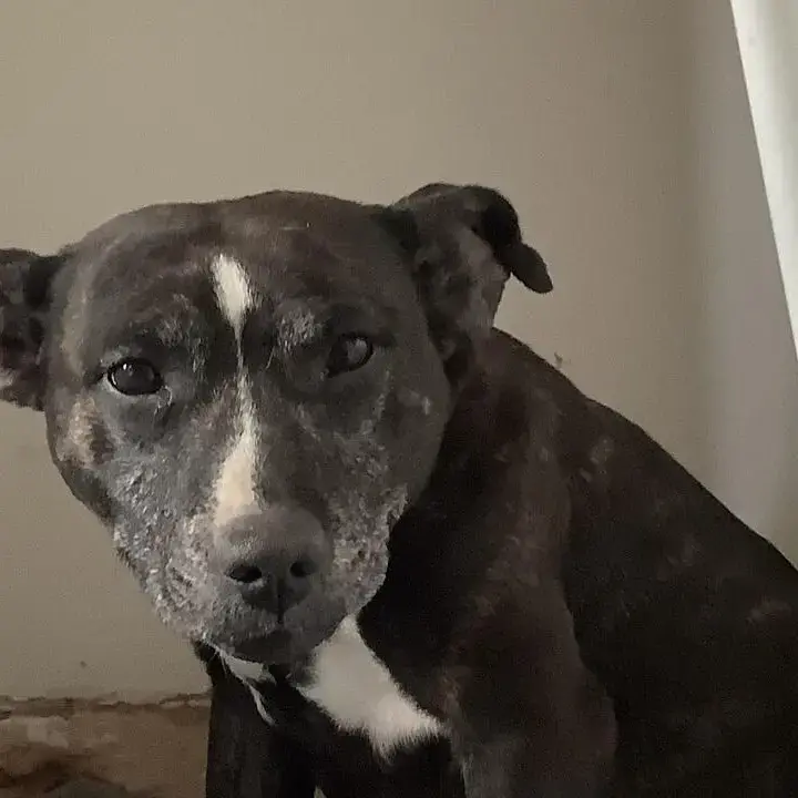 Staffordshire Bull Terrier