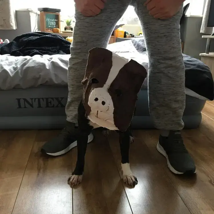 Staffordshire Bull Terrier