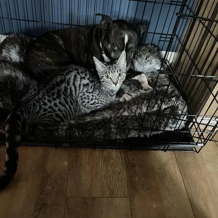 Staffordshire Bull Terrier