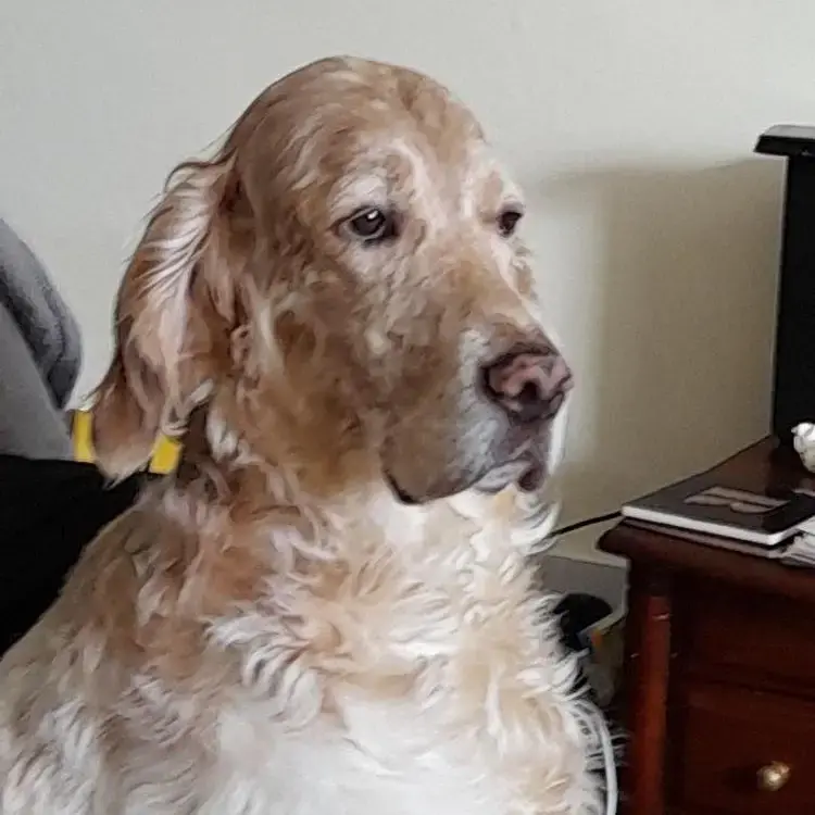 English Setter