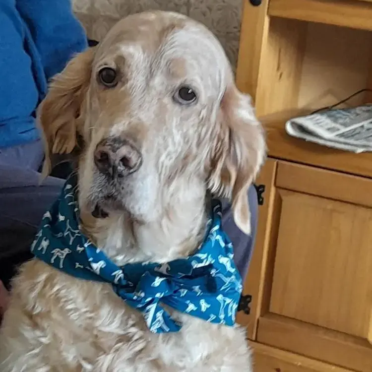 English Setter