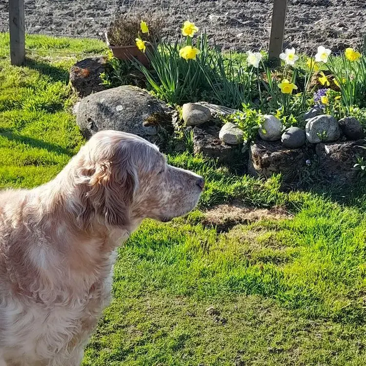 English Setter