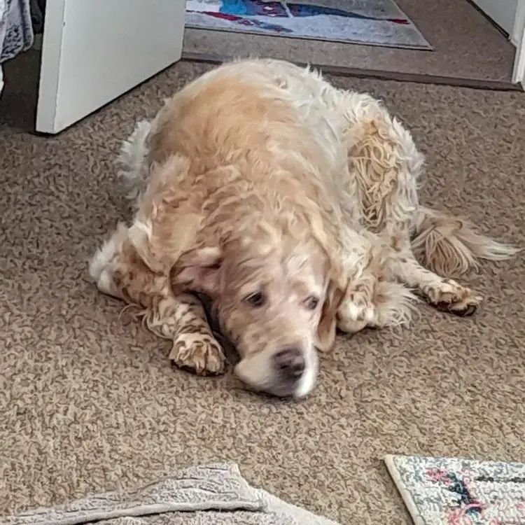English Setter