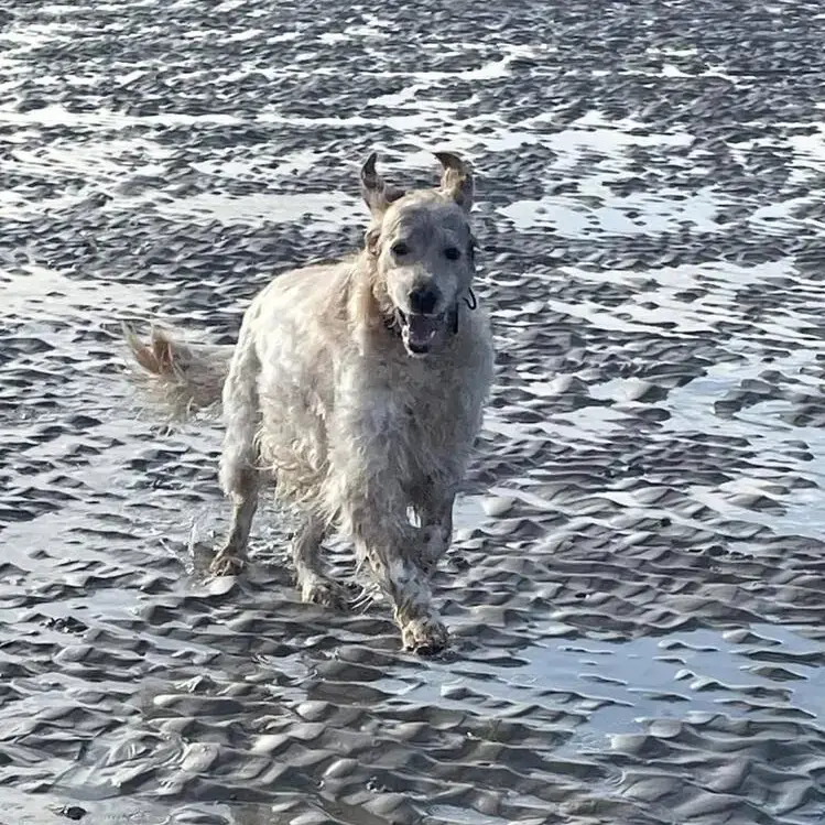English Setter