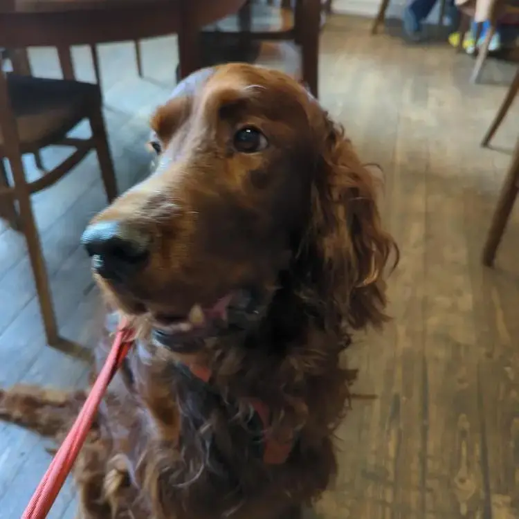 Irish Setter