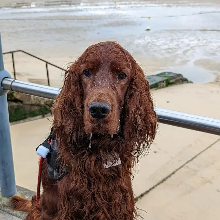 Irish Setter
