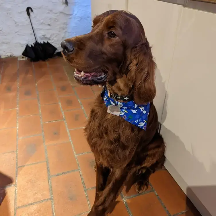 Irish Setter