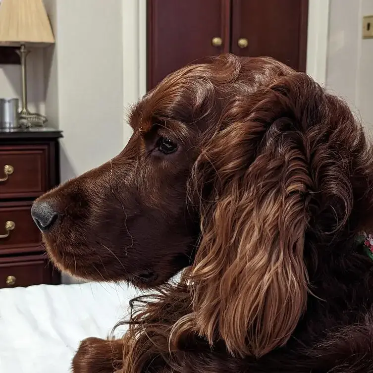 Irish Setter