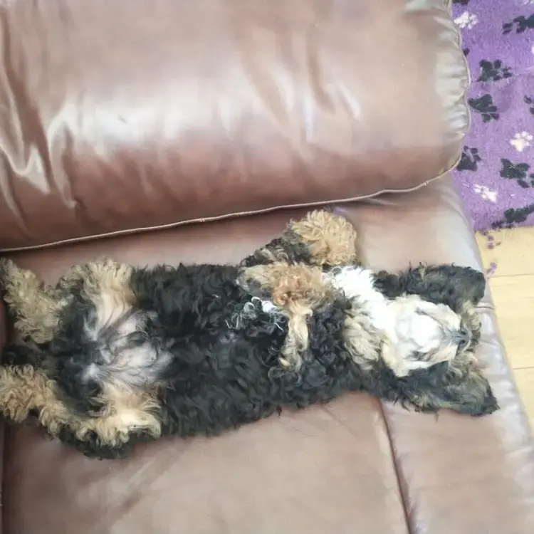 Poodle (Toy)