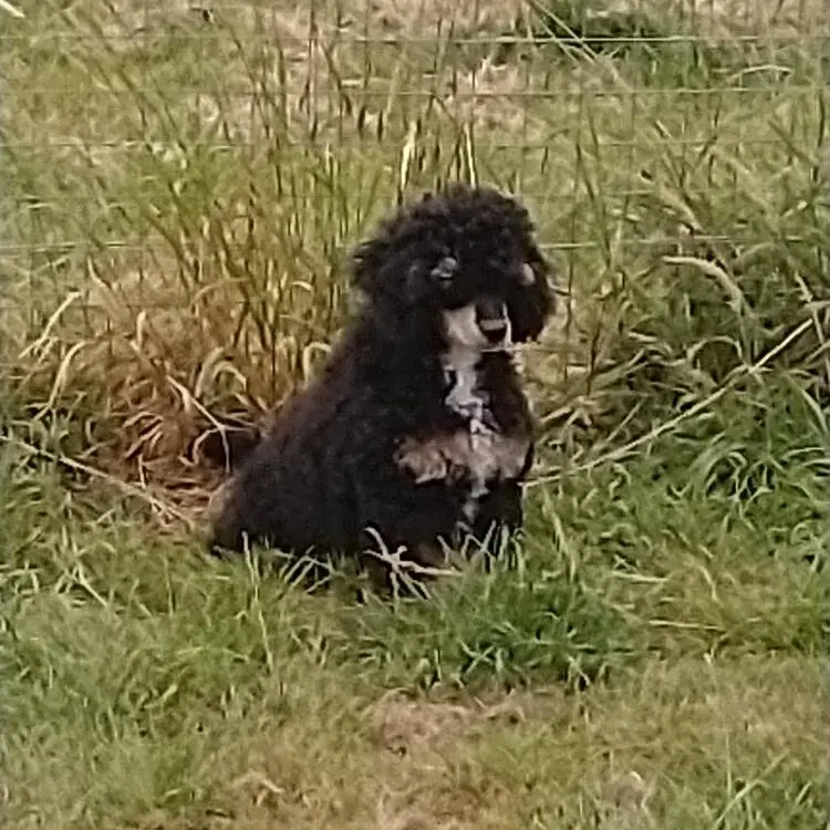 Poodle (Toy)