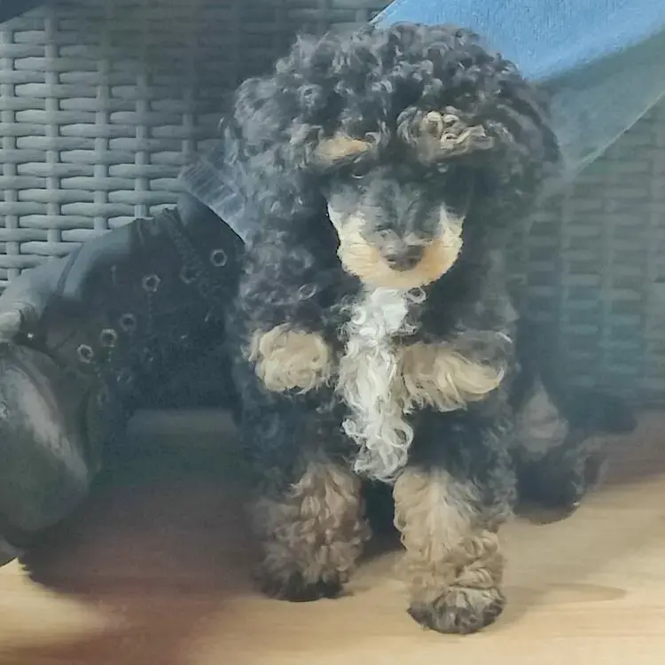 Poodle (Toy)