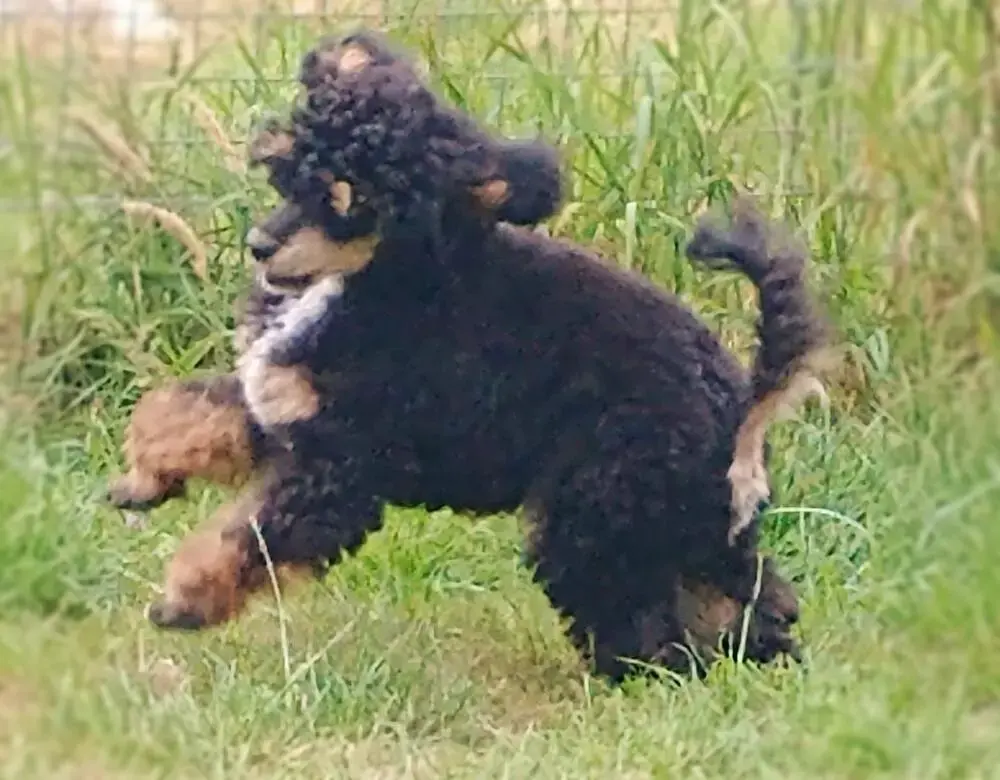 Poodle (Toy)