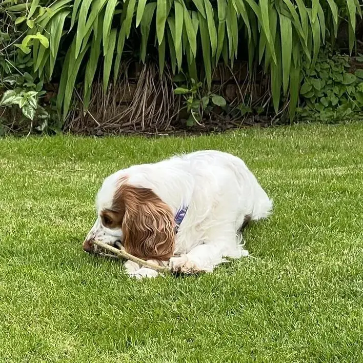 Clumber Spaniel