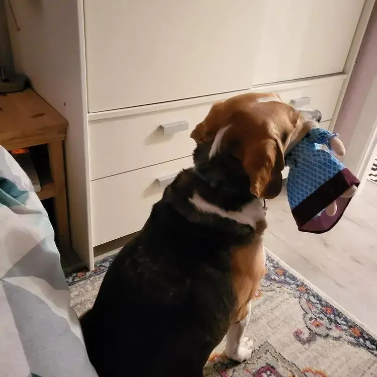 Beagle