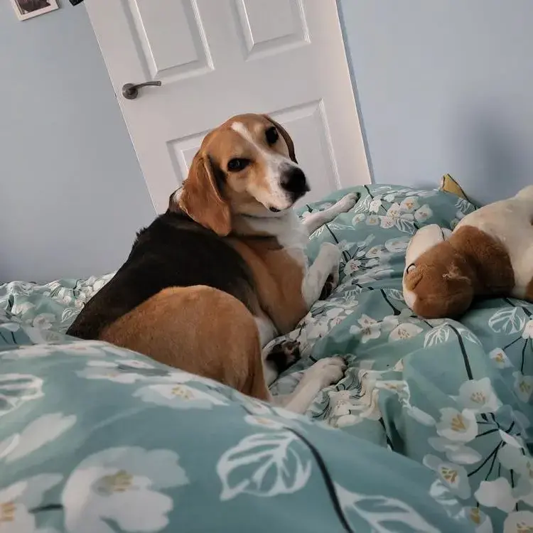Beagle