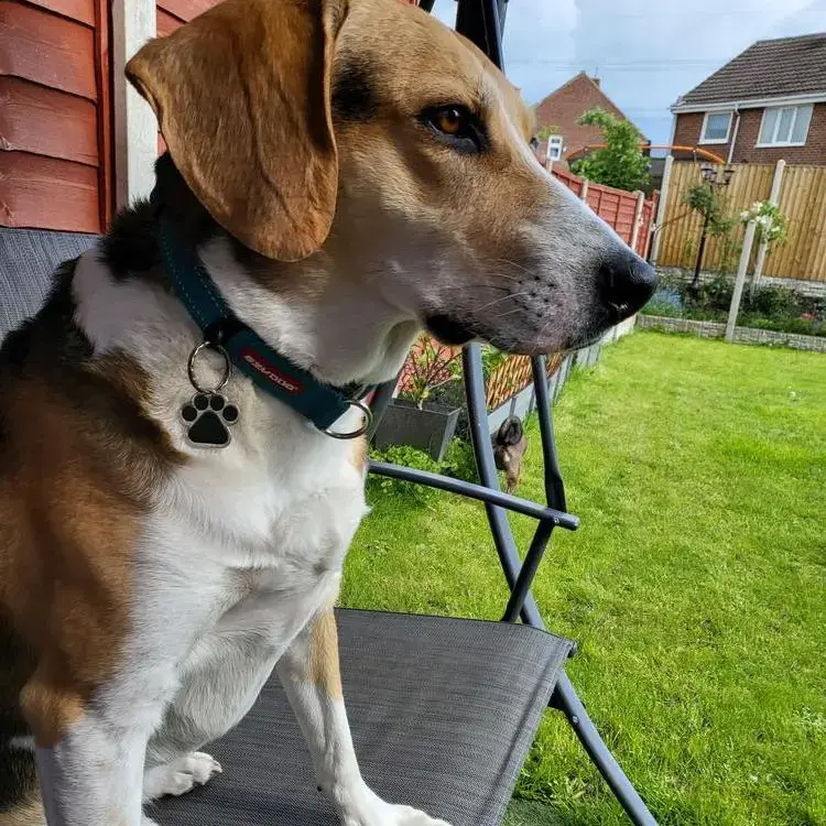 Beagle