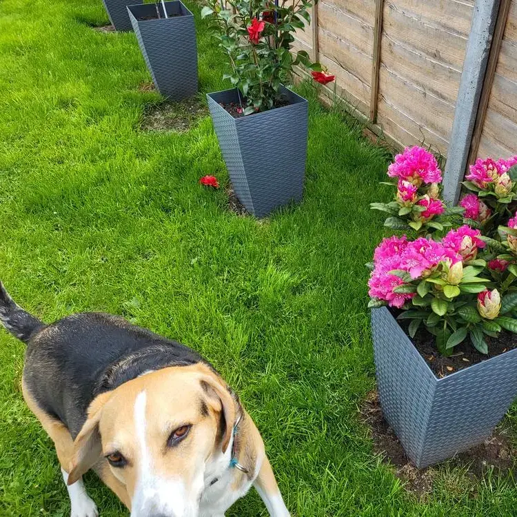 Beagle