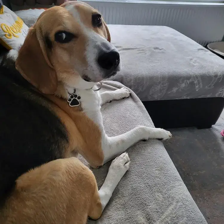 Beagle