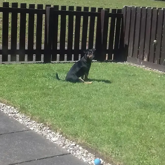 Jack Russell Terrier