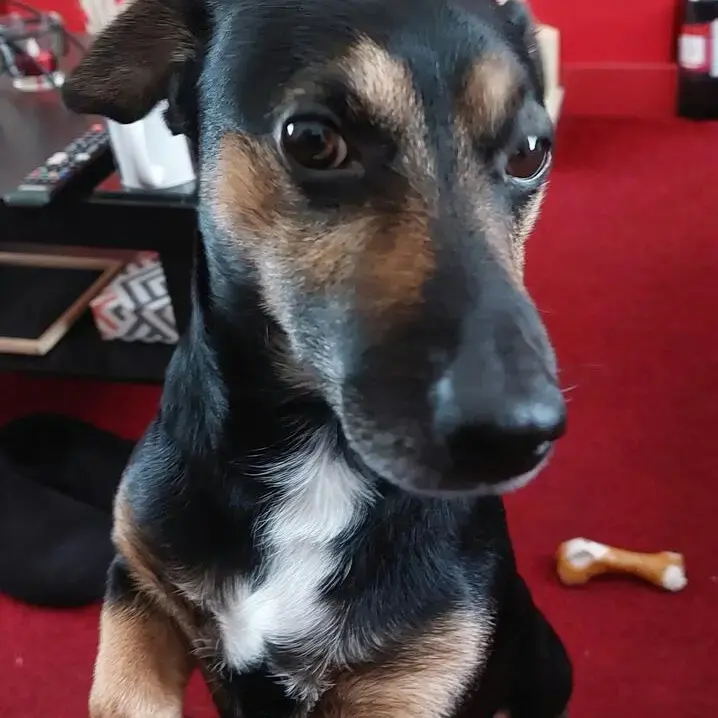 Jack Russell Terrier