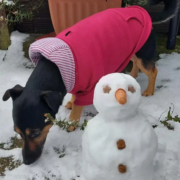 Jack Russell Terrier